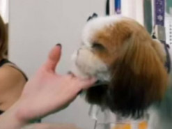 Заснувший на стрижке щенок стал звездой Сети