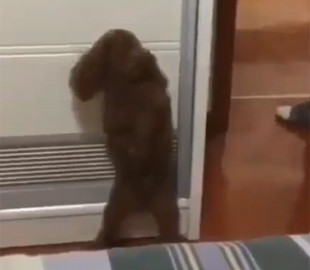 Не хотел идти купаться: пудель прятался от хозяина и рассмешил Сеть