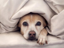 Пес рассмешил странным поведением во время просмотра фильма