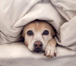 Пес рассмешил странным поведением во время просмотра фильма