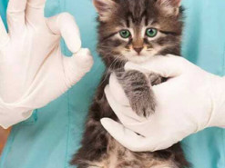 У Київській області ввели карантинні обмеження через випадок зараження сказом: подробиці