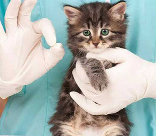 У Київській області ввели карантинні обмеження через випадок зараження сказом: подробиці