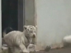 Сеть насмешил тигренок, испугавший взрослого тигра