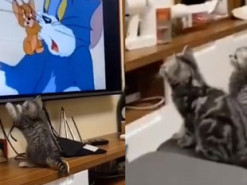 Реакция котят на мультфильм «Том и Джерри» умилила пользователей Сети