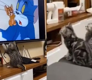 Реакция котят на мультфильм «Том и Джерри» умилила пользователей Сети