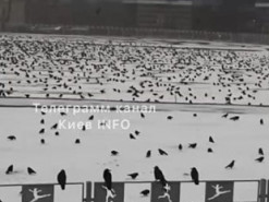 В Києві сотні ворон "захопили" стадіон: що це означає