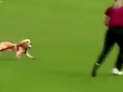 Собака прервала матч по крикету и прославилась на весь мир