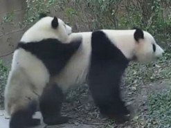 «Воспитательный момент»: Сеть повеселило семейство панд