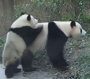 «Воспитательный момент»: Сеть повеселило семейство панд