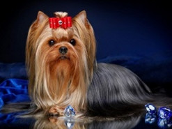 Через проблеми з забезпеченням російські окупанти почали їсти собак