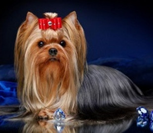 Через проблеми з забезпеченням російські окупанти почали їсти собак