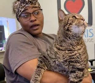 Кот-гигант прославился и нашел новый дом