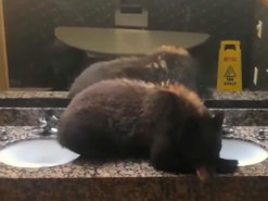 Медвежонок прославился на весь мир, заснув в ванной