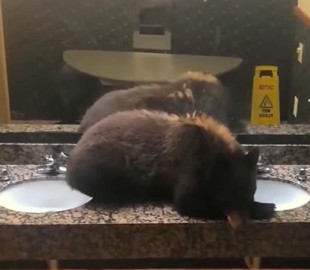 Медвежонок прославился на весь мир, заснув в ванной