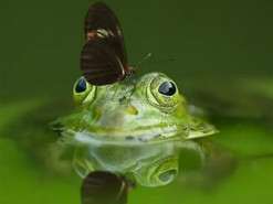 Учёные создали лягушачий «телефон» для наблюдения за животными