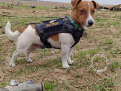 Пес Патрон показав новий знімок і розповів про свій метод заохочення