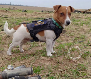 Пес Патрон показав новий знімок і розповів про свій метод заохочення