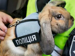 Инстаграм в надежных лапах: кролик-полицейский из Днепра покоряет социальную сеть