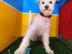 Креативная девушка нашла способ, как привить собаке любовь к селфи - теперь у питомца тоже есть, что выложить в Instagram