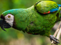 Попугай разыграл хозяйку и стал звездой Сети