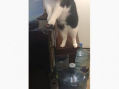 Они умеют нас удивлять: в Канаде кот решил попить воды из кулера и стал звездой YouTube