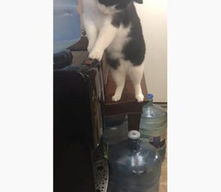 Они умеют нас удивлять: в Канаде кот решил попить воды из кулера и стал звездой YouTube