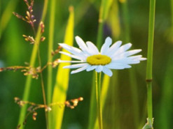 Ученые: В ближайшем будущем люди будут общаться с растениями