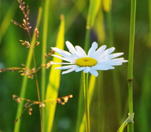 Ученые: В ближайшем будущем люди будут общаться с растениями