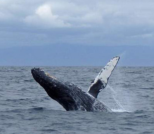 О чем говорят киты: искусственный интеллект поможет ученым понять язык кашалотов