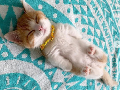 Очаровательный кот, спящий на спине, покорил соцсети