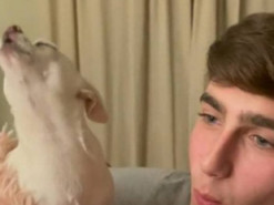 Жалобы чихуахуа хозяину покорили соцсети