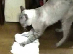 Сеть рассмешил кот, который моет пол и забавно ругает хозяина