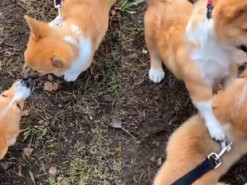 Милая корги встретилась с братом после разлуки