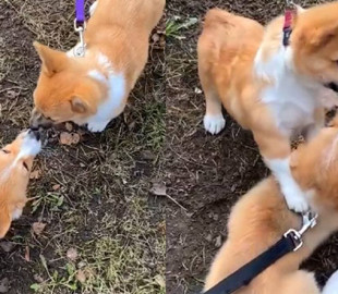 Милая корги встретилась с братом после разлуки