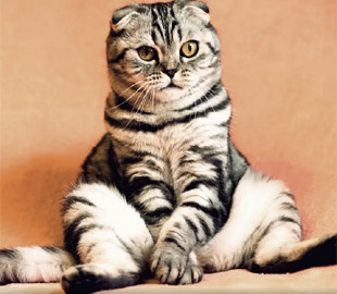 Два владельца YouTube-каналов чуть не потеряли свои каналы из-за мемов с котами