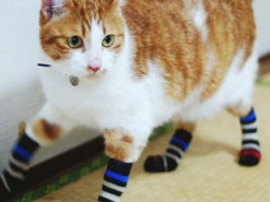 Новый хит: забавная реакция кота на носки