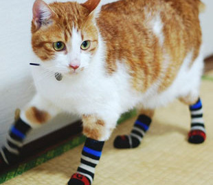 Новый хит: забавная реакция кота на носки