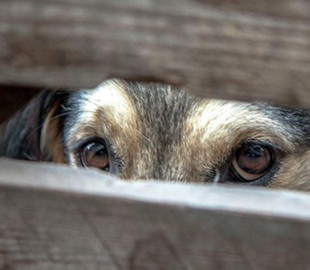 Житель Львова у квартирі морив голодом собак та кішок