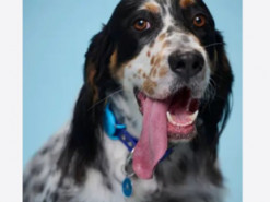 Новий рекордсмен. Як виглядає собака з найдовшим язиком у світі