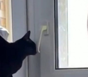 Смышленый кот научился открывать дверь на балкон и поразил соцсети