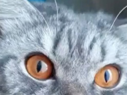 В Сети хохочут над котом, который пародирует тигра