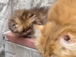 «Такой милашка»: кошка учила котёнка ходить по ступенькам