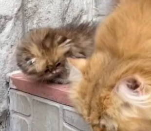 «Такой милашка»: кошка учила котёнка ходить по ступенькам