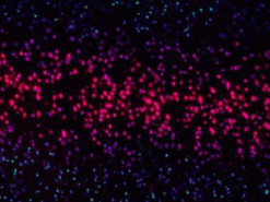 Все цифровые данные мира могут уместиться в одну кружку с ДНК