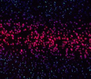 Все цифровые данные мира могут уместиться в одну кружку с ДНК