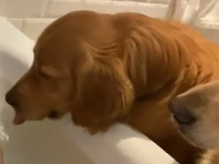 Два золотистых ретривера помешали хозяйке принять ванну, и это видео растопило сердца миллионов