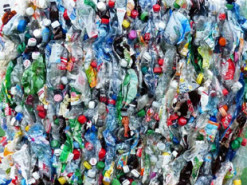 Вчені виявили тварину, яка може врятувати людство від забруднення пластиком