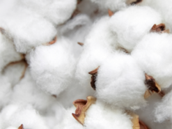 Telegram почав правильно реагувати на слово «бавовна». Просто наберіть його у переписці