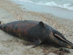 В Одеській області знову знайшли тіла мертвих дельфінів