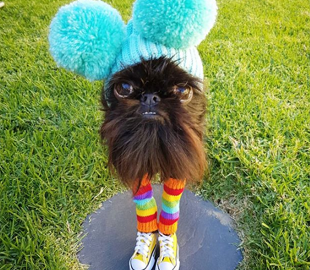 Собака по кличке Кальмар завоевала сердца пользователей Instagram